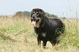DOGUE DU TIBET 032